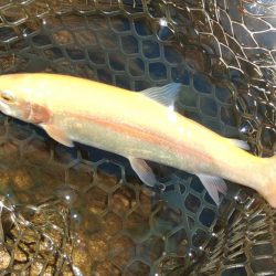 アルビノを狙い撃ち ～平谷湖フィッシングスポット～